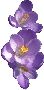 Beautiful Flowers Clipart 11